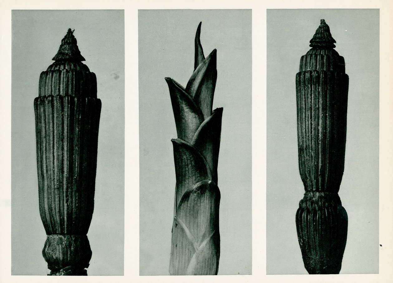 Horsetail Rush, 1929 (syväpaino) tekijältä Karl Blossfeldt