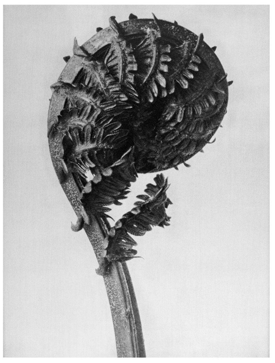 Alkuperäiset taiteen muodot (Urformen der Kunst) tekijältä Karl Blossfeldt