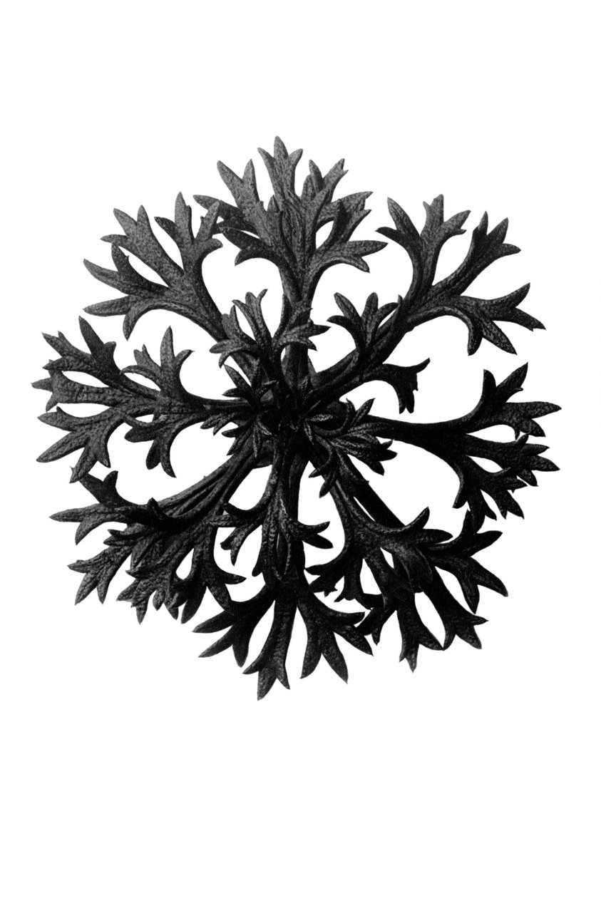 Alkuperäiset taiteen muodot (Urformen der Kunst) tekijältä Karl Blossfeldt