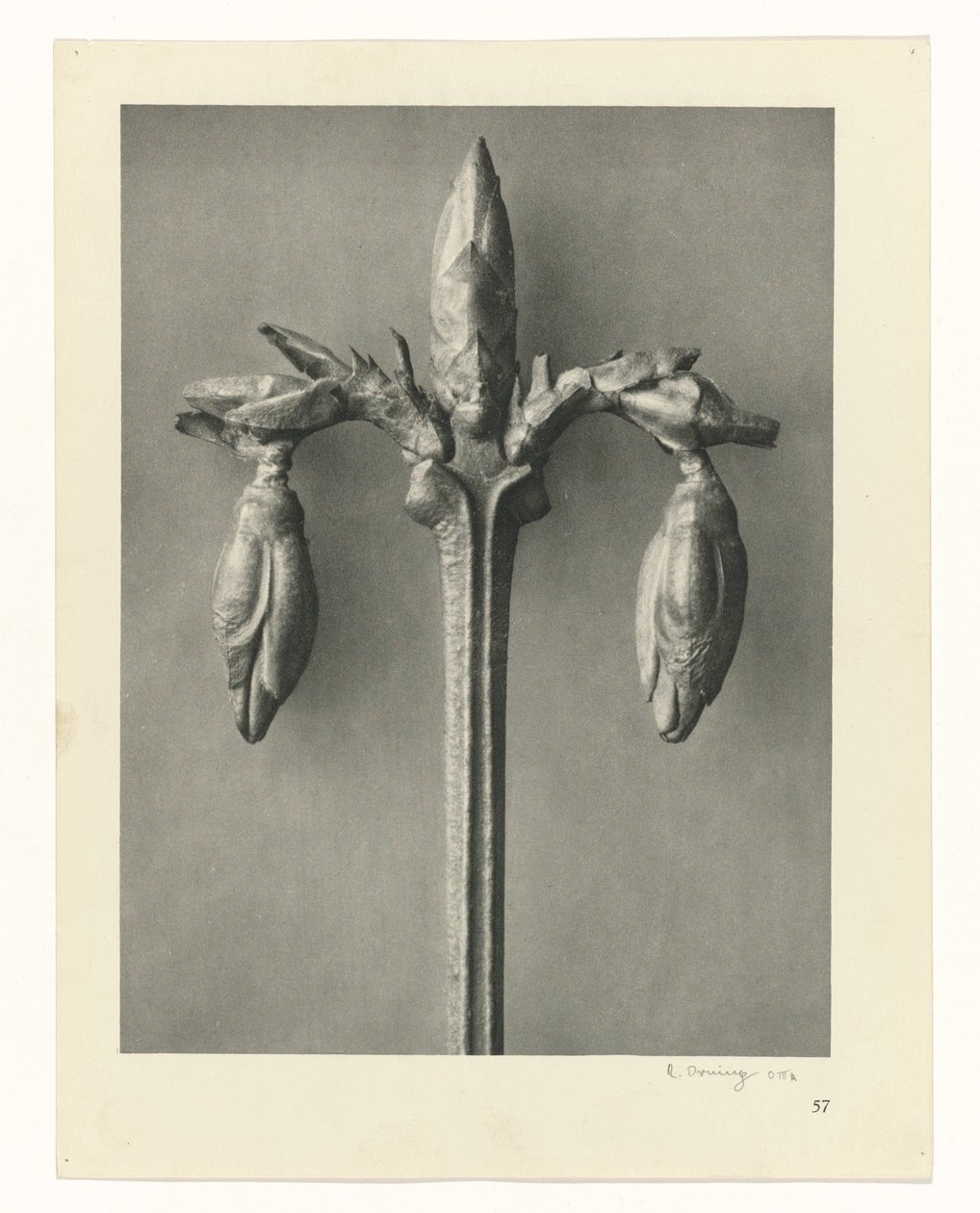 Kasvien tutkimukset Taiteen arkkityypit: valokuvalliset kuvat kasveista (sarjan nimi) tekijältä Karl Blossfeldt