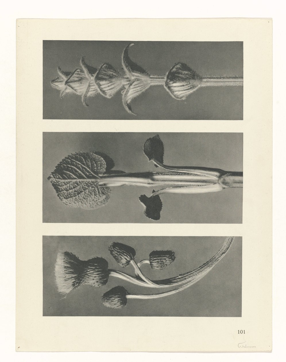 suunnittele tutkimusta Taiteen arkkityypit (sarjan nimi) tekijältä Karl Blossfeldt