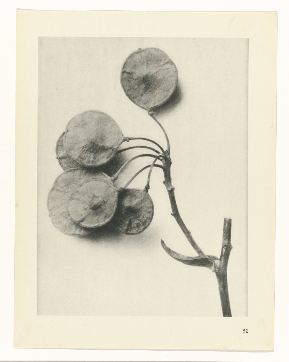suunnittele tutkimusta Taiteen arkkityypit (sarjan nimi) tekijältä Karl Blossfeldt