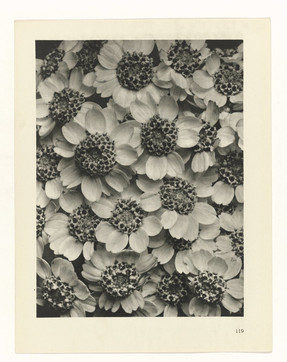 suunnittele tutkimusta Taiteen arkkityypit (sarjan nimi) tekijältä Karl Blossfeldt