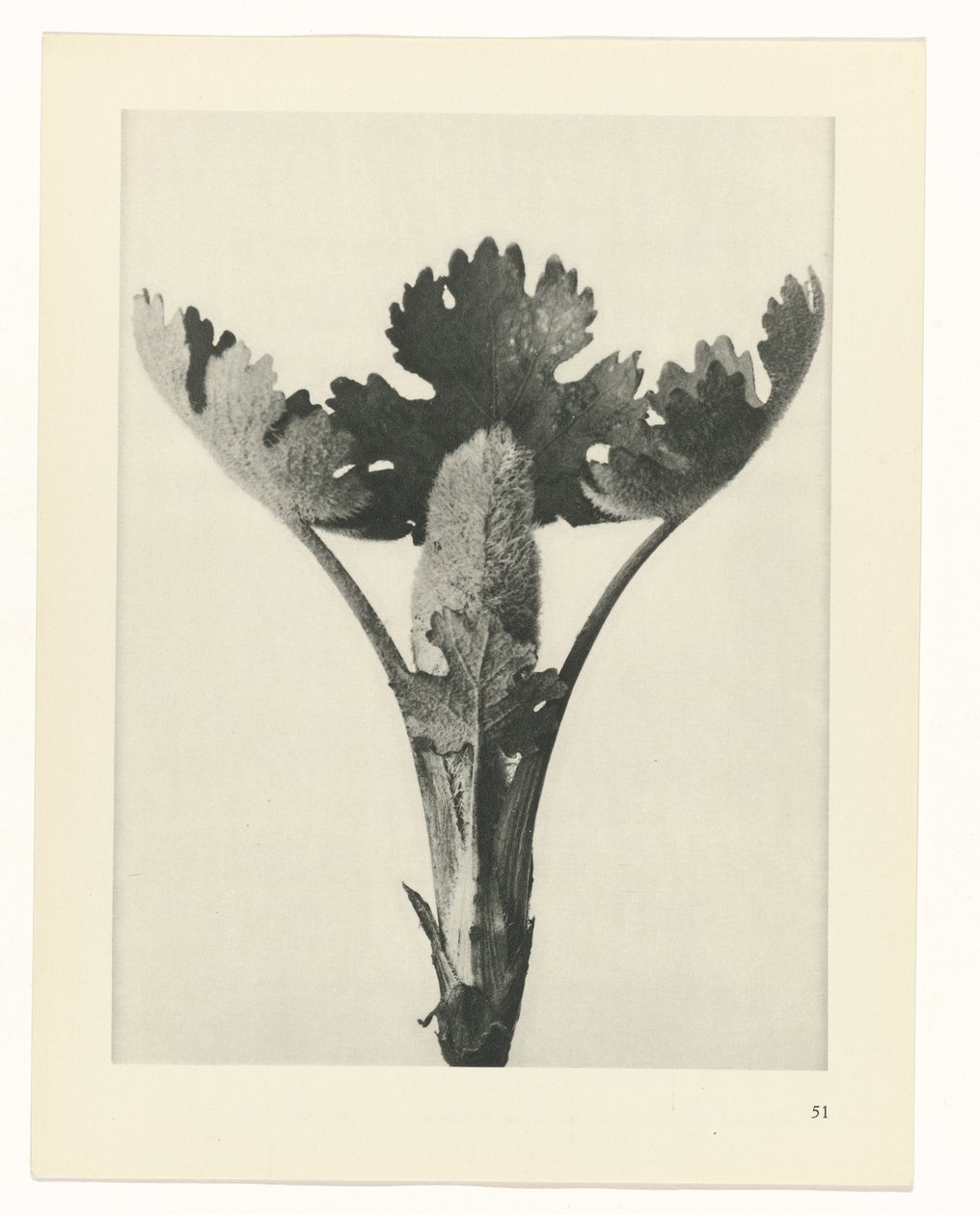 suunnittele tutkimusta Taiteen arkkityypit (sarjan nimi) tekijältä Karl Blossfeldt