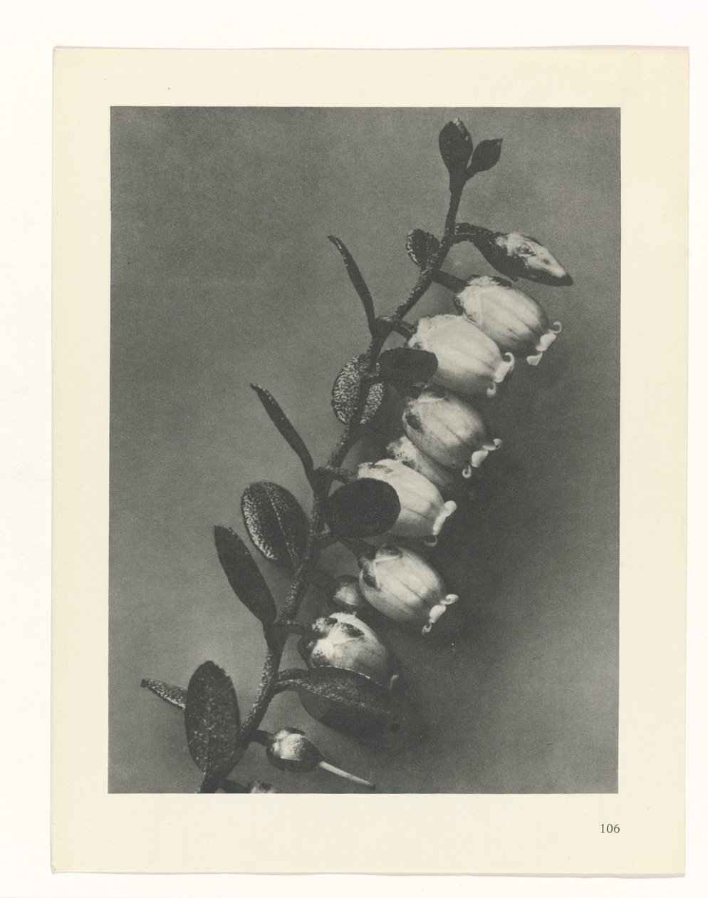 suunnittele tutkimusta Taiteen arkkityypit (sarjan nimi) tekijältä Karl Blossfeldt