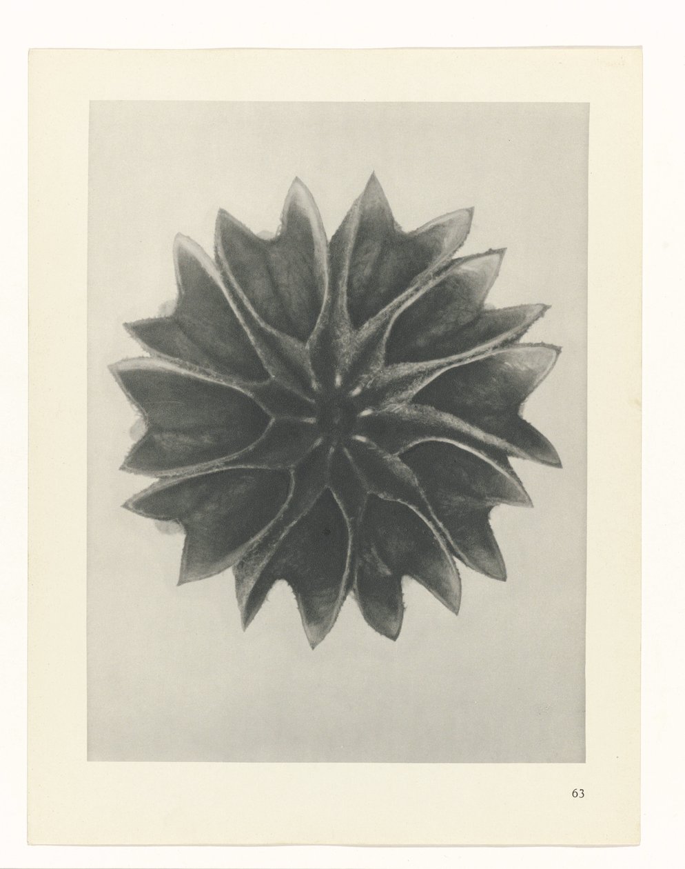 suunnittele tutkimusta Taiteen arkkityypit (sarjan nimi) tekijältä Karl Blossfeldt