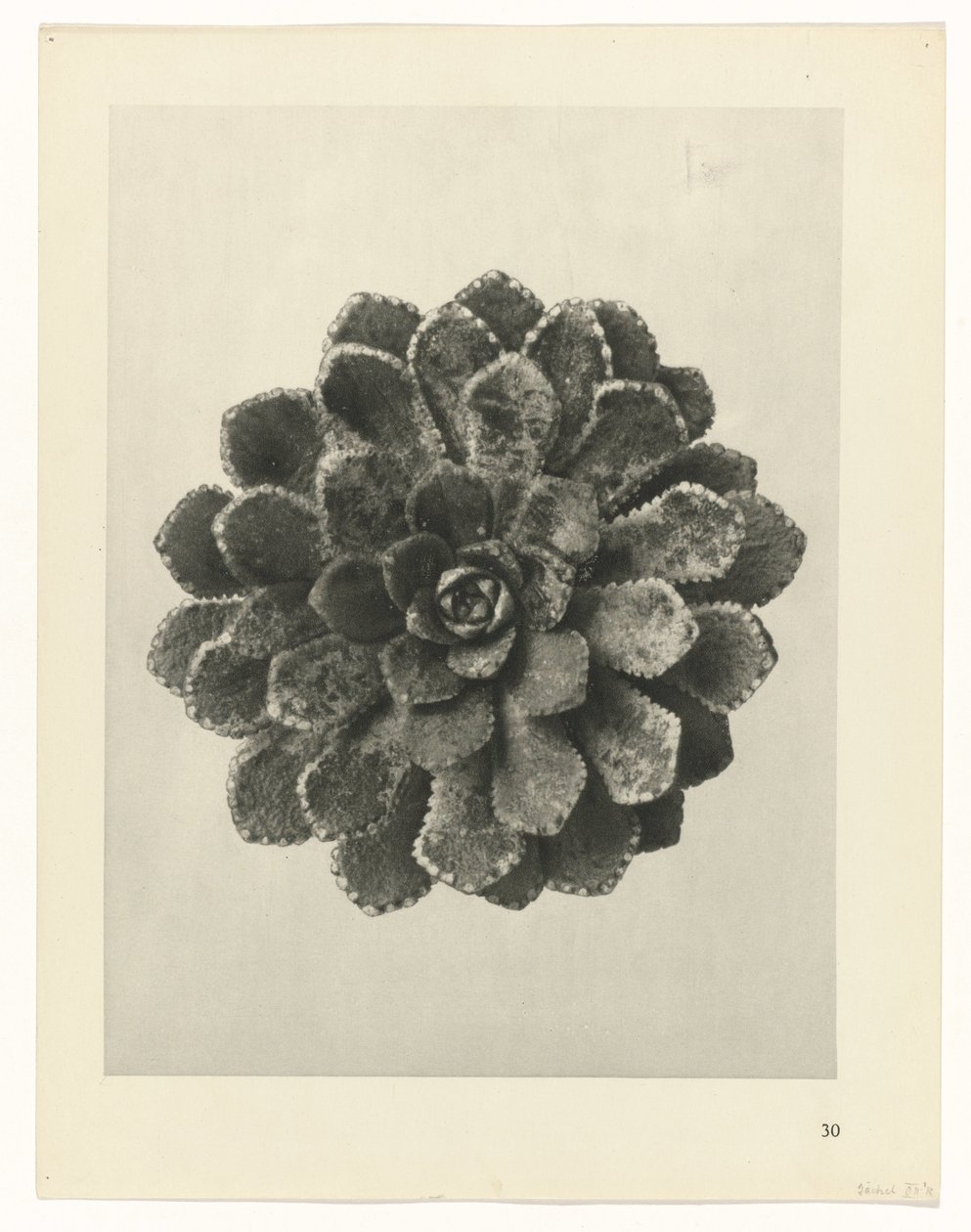 suunnittele tutkimusta Taiteen arkkityypit (sarjan nimi) tekijältä Karl Blossfeldt