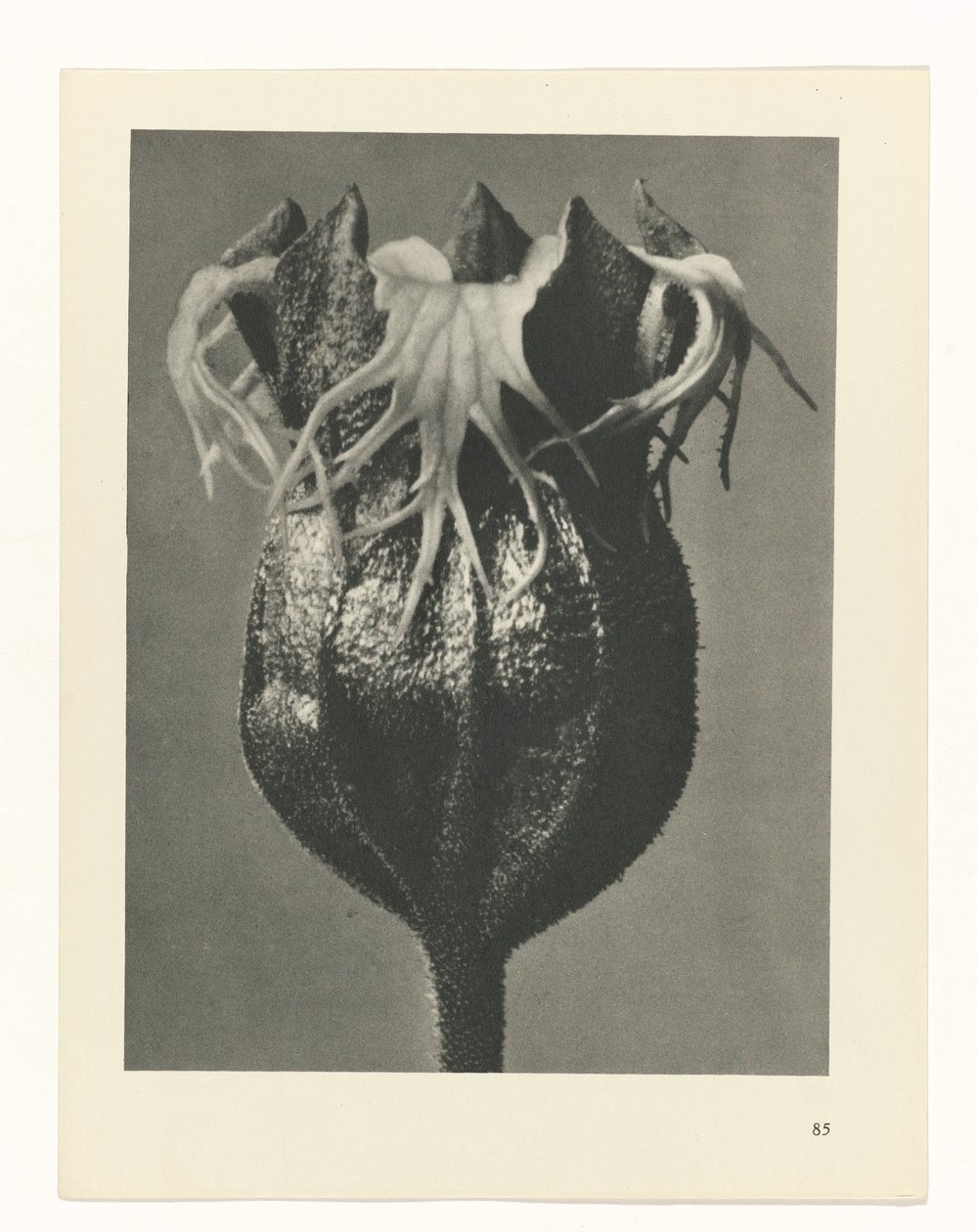 suunnittele tutkimusta Taiteen arkkityypit (sarjan nimi) tekijältä Karl Blossfeldt