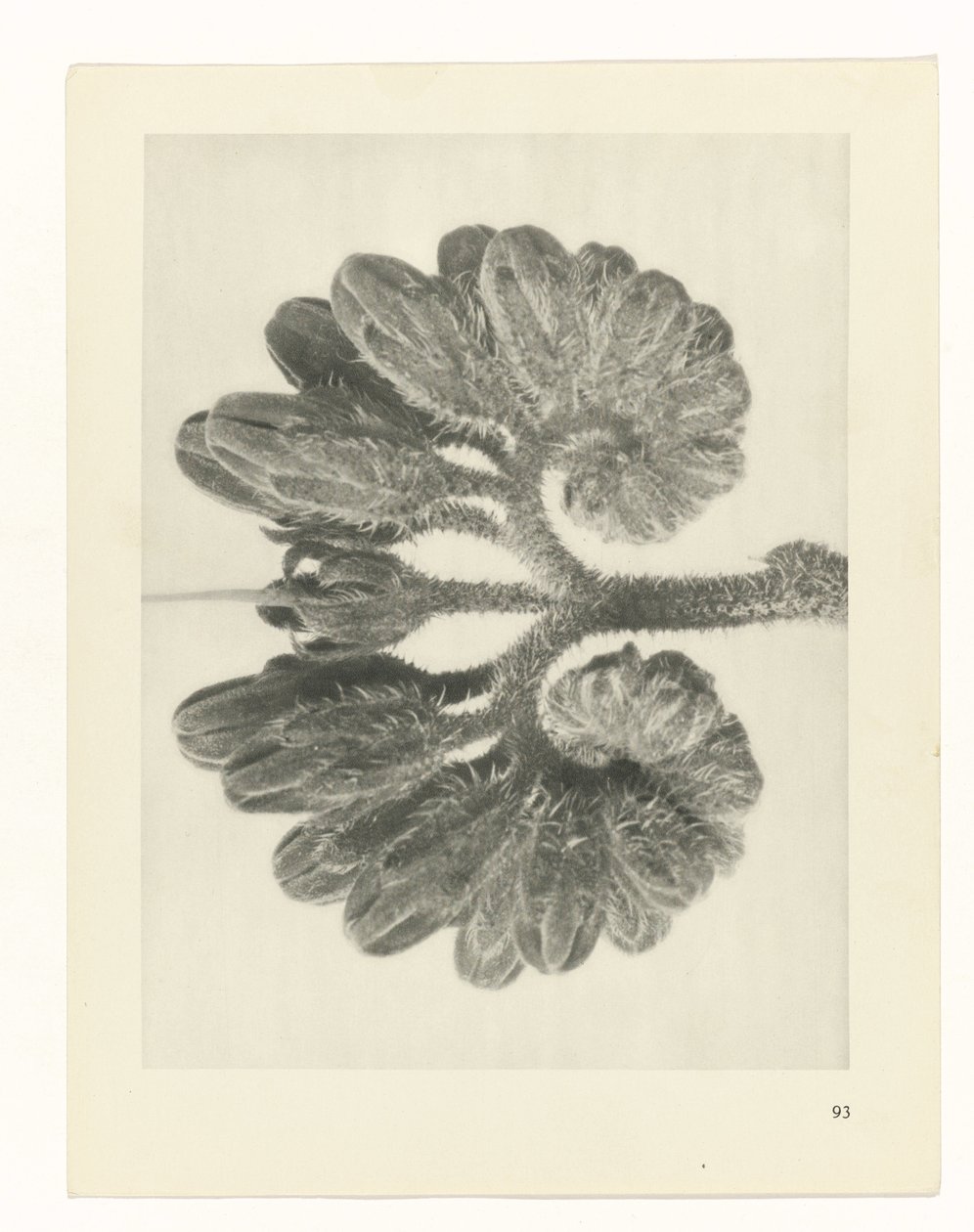 suunnittele tutkimusta Taiteen arkkityypit (sarjan nimi) tekijältä Karl Blossfeldt
