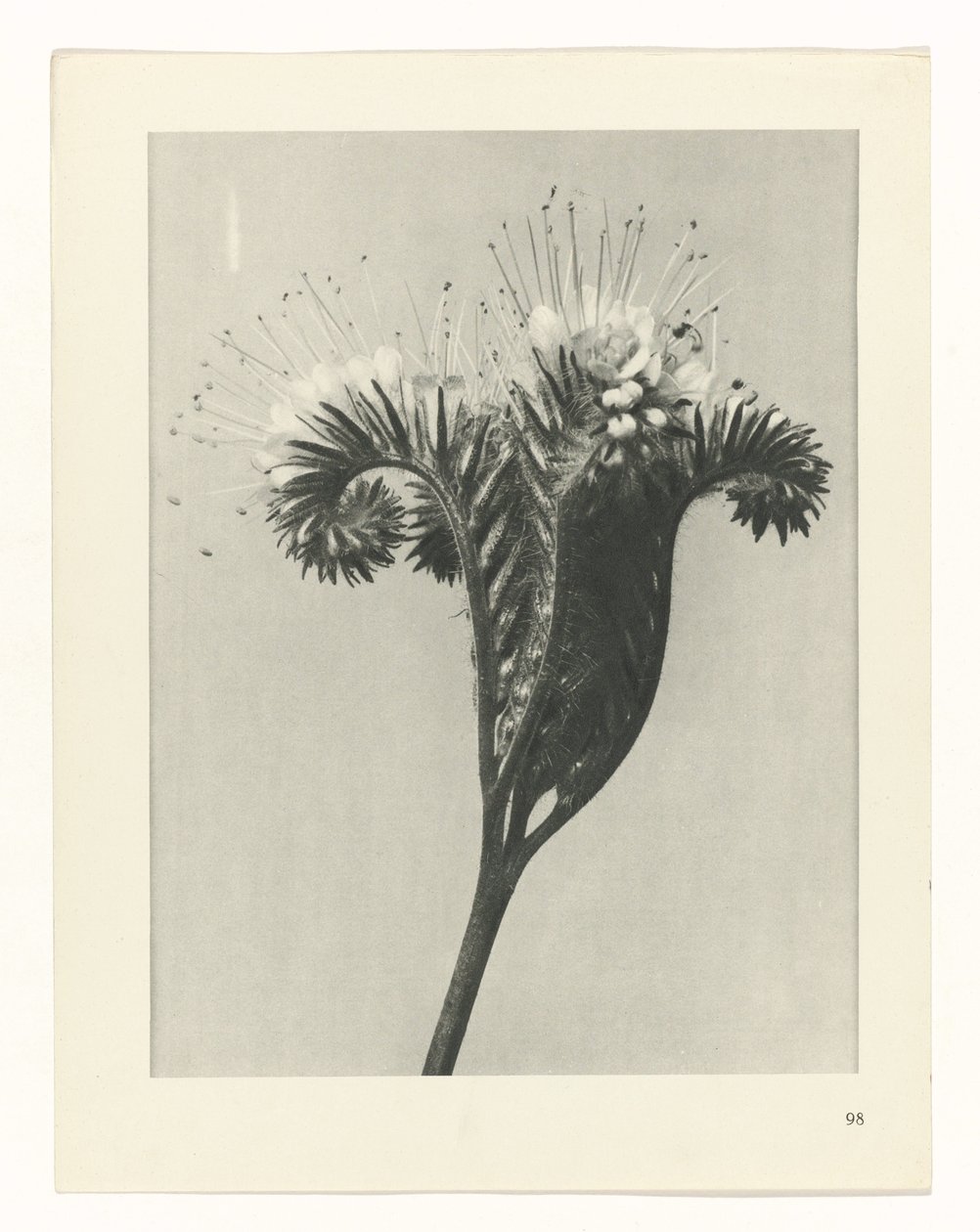 suunnittele tutkimusta Taiteen arkkityypit (sarjan nimi) tekijältä Karl Blossfeldt