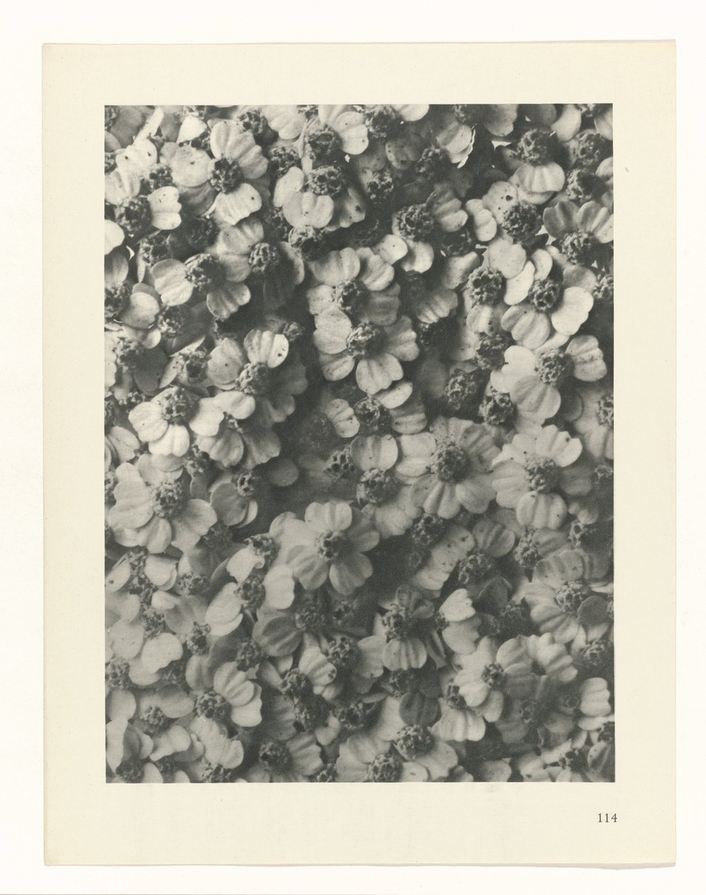 suunnittele tutkimusta Taiteen arkkityypit (sarjan nimi) tekijältä Karl Blossfeldt