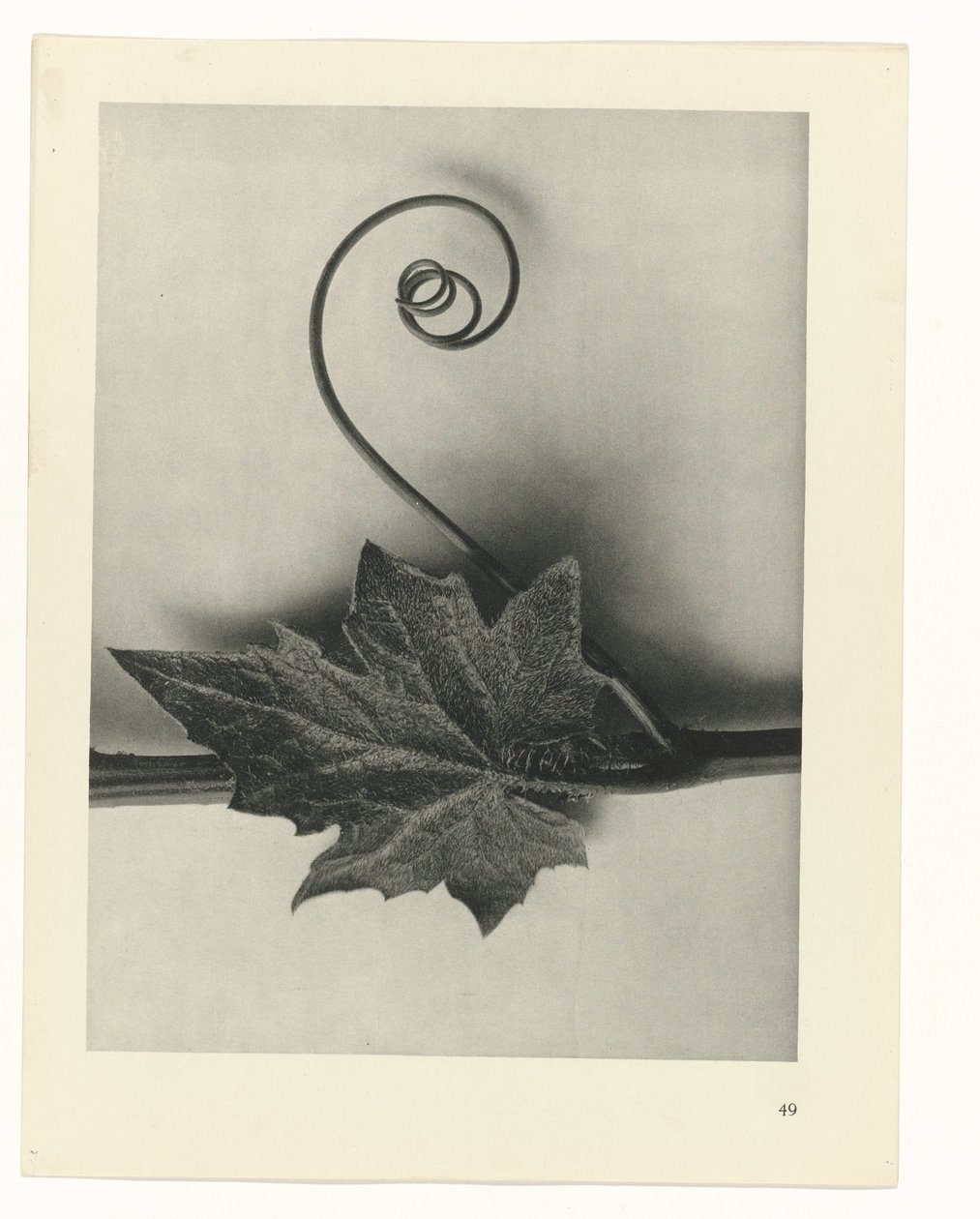 suunnittele tutkimusta Taiteen arkkityypit (sarjan nimi) tekijältä Karl Blossfeldt