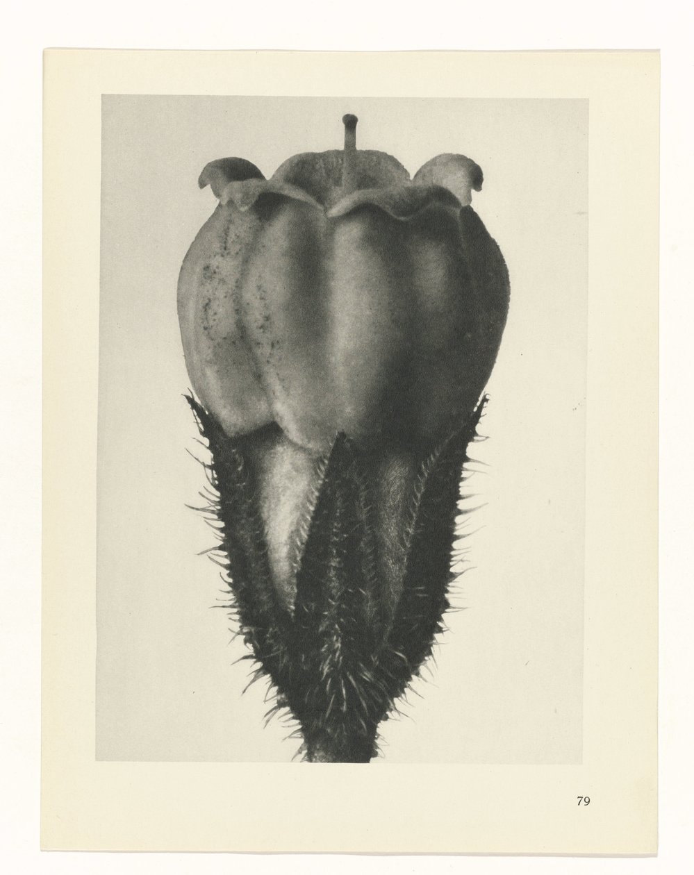 suunnittele tutkimusta Taiteen arkkityypit (sarjan nimi) tekijältä Karl Blossfeldt
