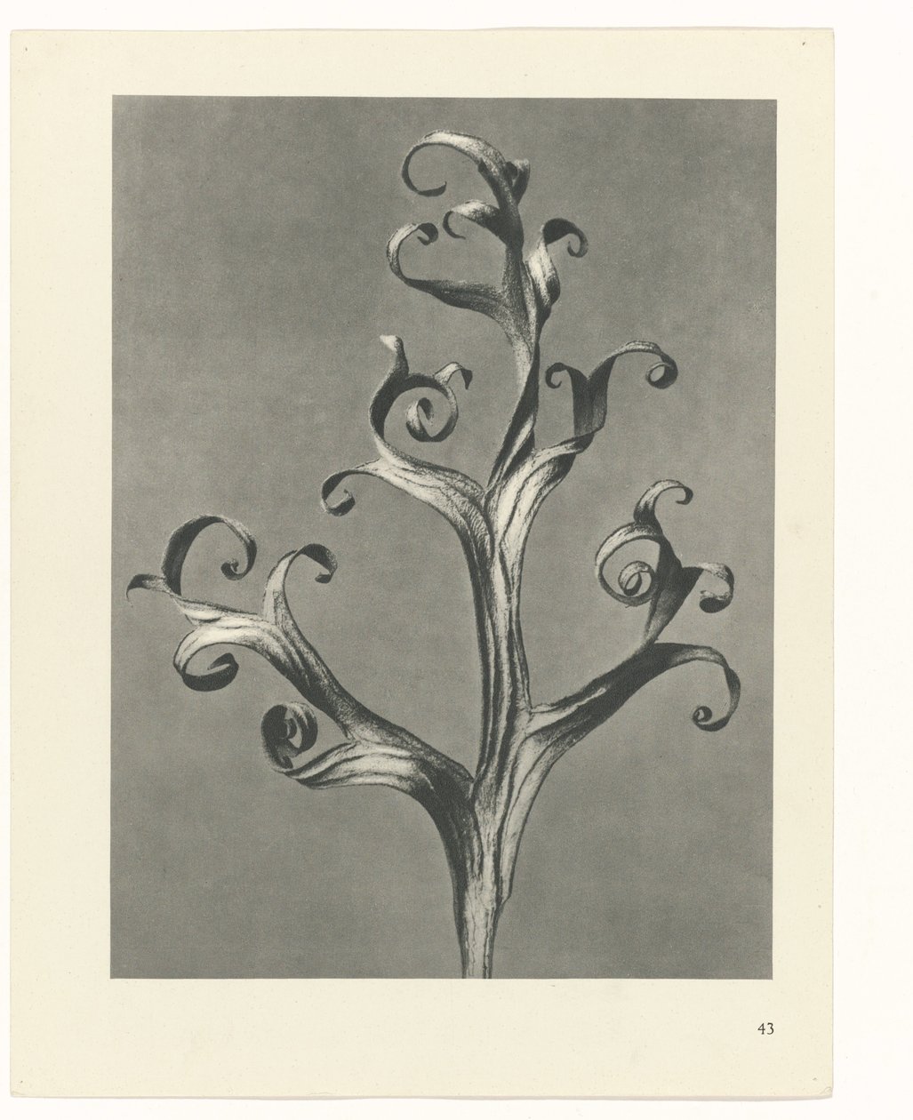 suunnittele tutkimusta Taiteen arkkityypit (sarjan nimi) tekijältä Karl Blossfeldt
