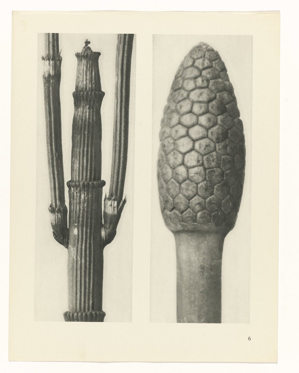 suunnittele tutkimusta Taiteen arkkityypit (sarjan nimi) tekijältä Karl Blossfeldt