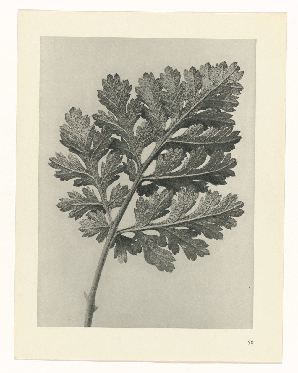 suunnittele tutkimusta Taiteen arkkityypit (sarjan nimi) tekijältä Karl Blossfeldt