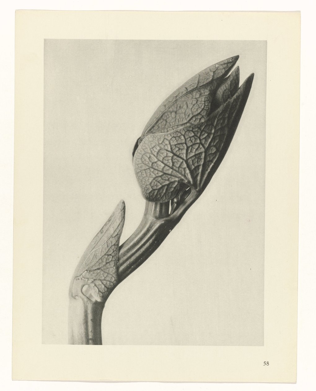suunnittele tutkimusta Taiteen arkkityypit (sarjan nimi) tekijältä Karl Blossfeldt