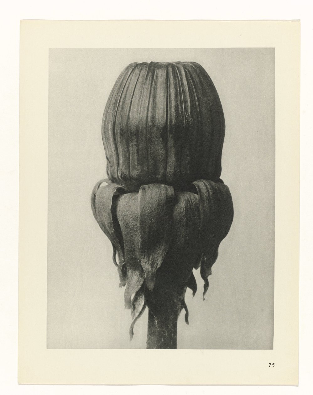 suunnittele tutkimusta Taiteen arkkityypit (sarjan nimi) tekijältä Karl Blossfeldt