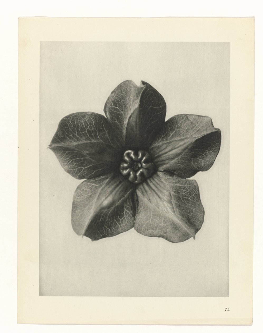 suunnittele tutkimusta Taiteen arkkityypit (sarjan nimi) tekijältä Karl Blossfeldt