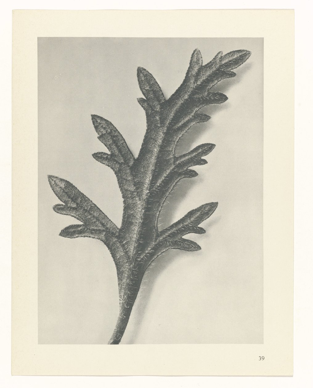 suunnittele tutkimusta Taiteen arkkityypit (sarjan nimi) tekijältä Karl Blossfeldt