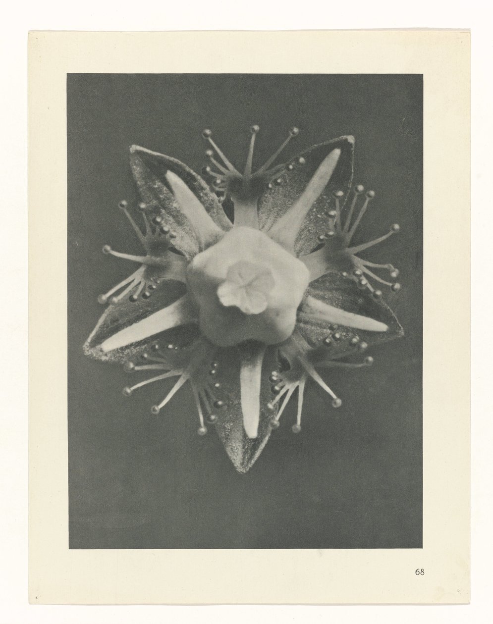 finnish tekijältä Karl Blossfeldt