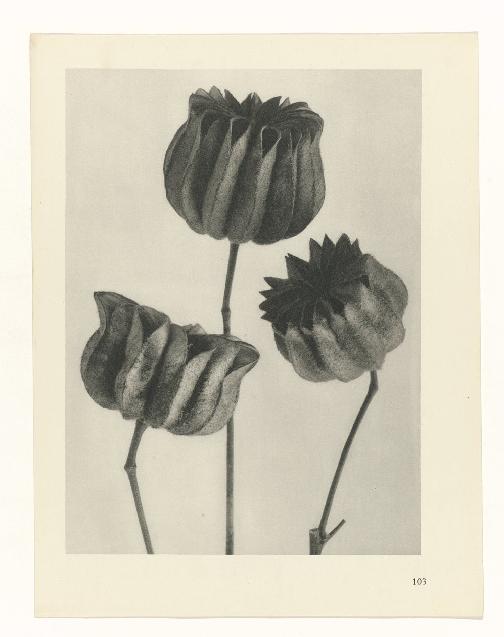 estudi del pla Archetypes of Art (títol de la sèrie) finlandès tekijältä Karl Blossfeldt