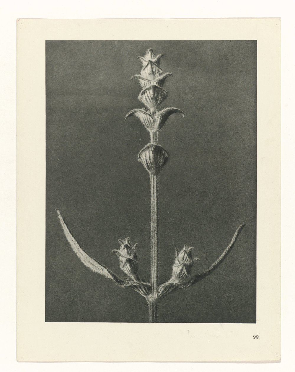 suunnittele tutkimusta Taiteen arkkityypit (sarjan nimi) tekijältä Karl Blossfeldt