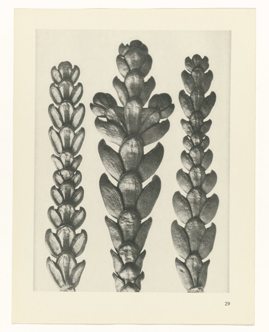 suunnittele tutkimusta Taiteen arkkityypit (sarjan nimi) tekijältä Karl Blossfeldt