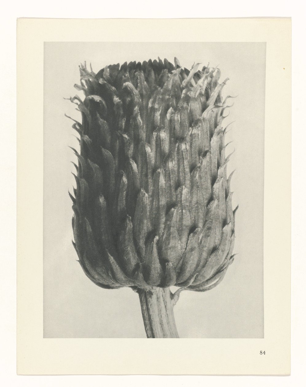 suunnittele tutkimusta Taiteen arkkityypit (sarjan nimi) tekijältä Karl Blossfeldt