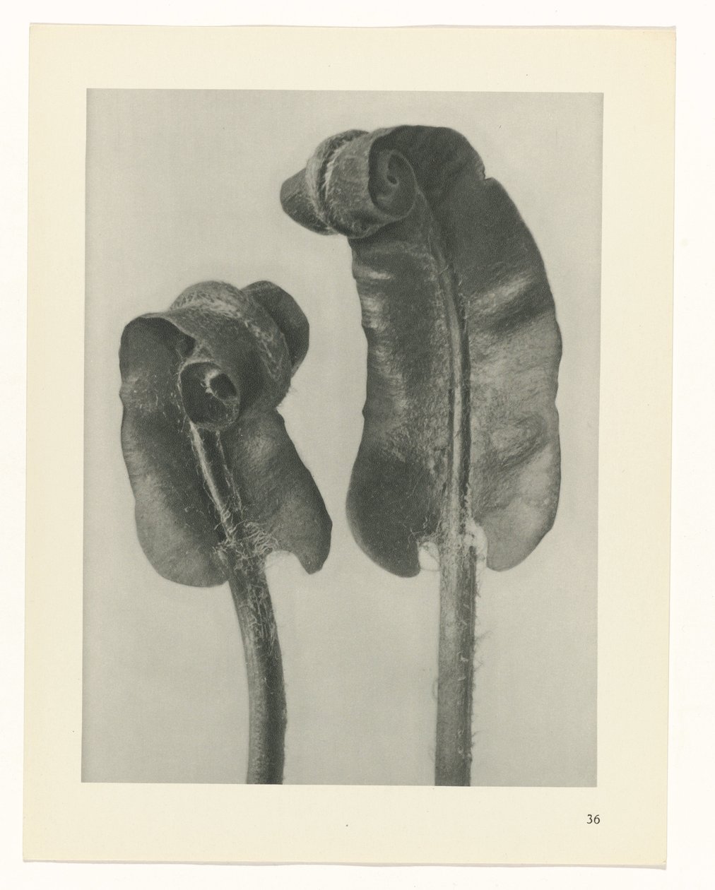 suunnittele tutkimusta Taiteen arkkityypit (sarjan nimi) tekijältä Karl Blossfeldt