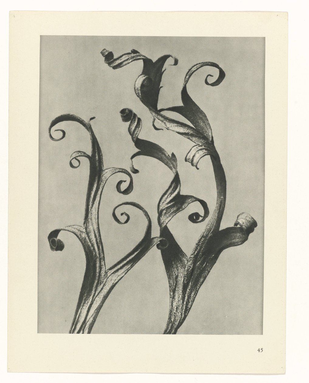 suunnittele tutkimusta Taiteen arkkityypit (sarjan nimi) tekijältä Karl Blossfeldt