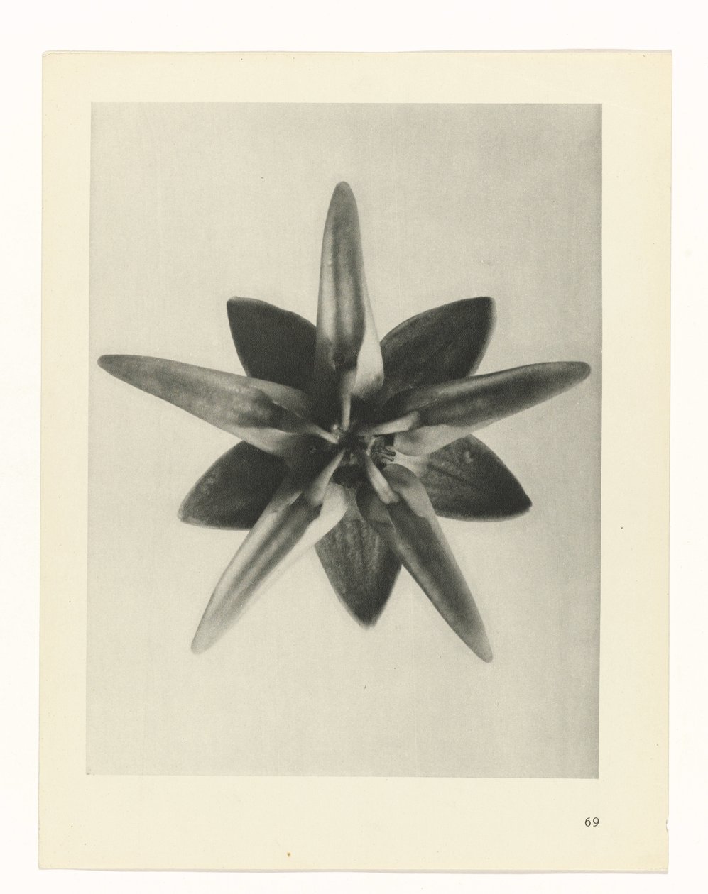 suunnittele tutkimusta Taiteen arkkityypit (sarjan nimi) tekijältä Karl Blossfeldt