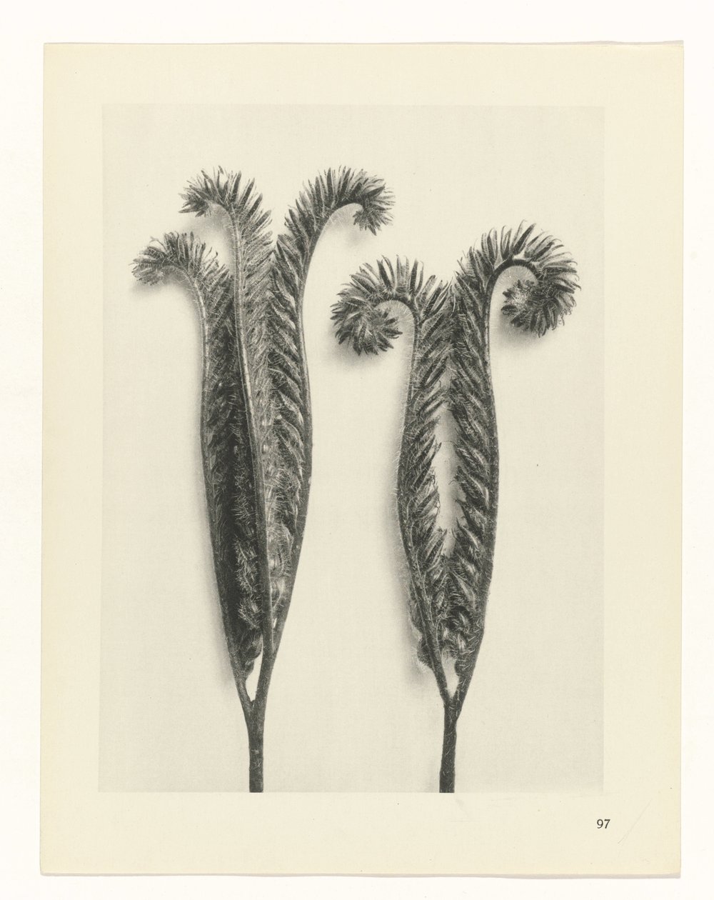 suunnittele tutkimusta Taiteen arkkityypit (sarjan nimi) tekijältä Karl Blossfeldt