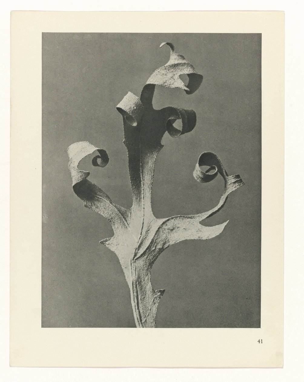 suunnittele tutkimusta Taiteen arkkityypit (sarjan nimi) tekijältä Karl Blossfeldt