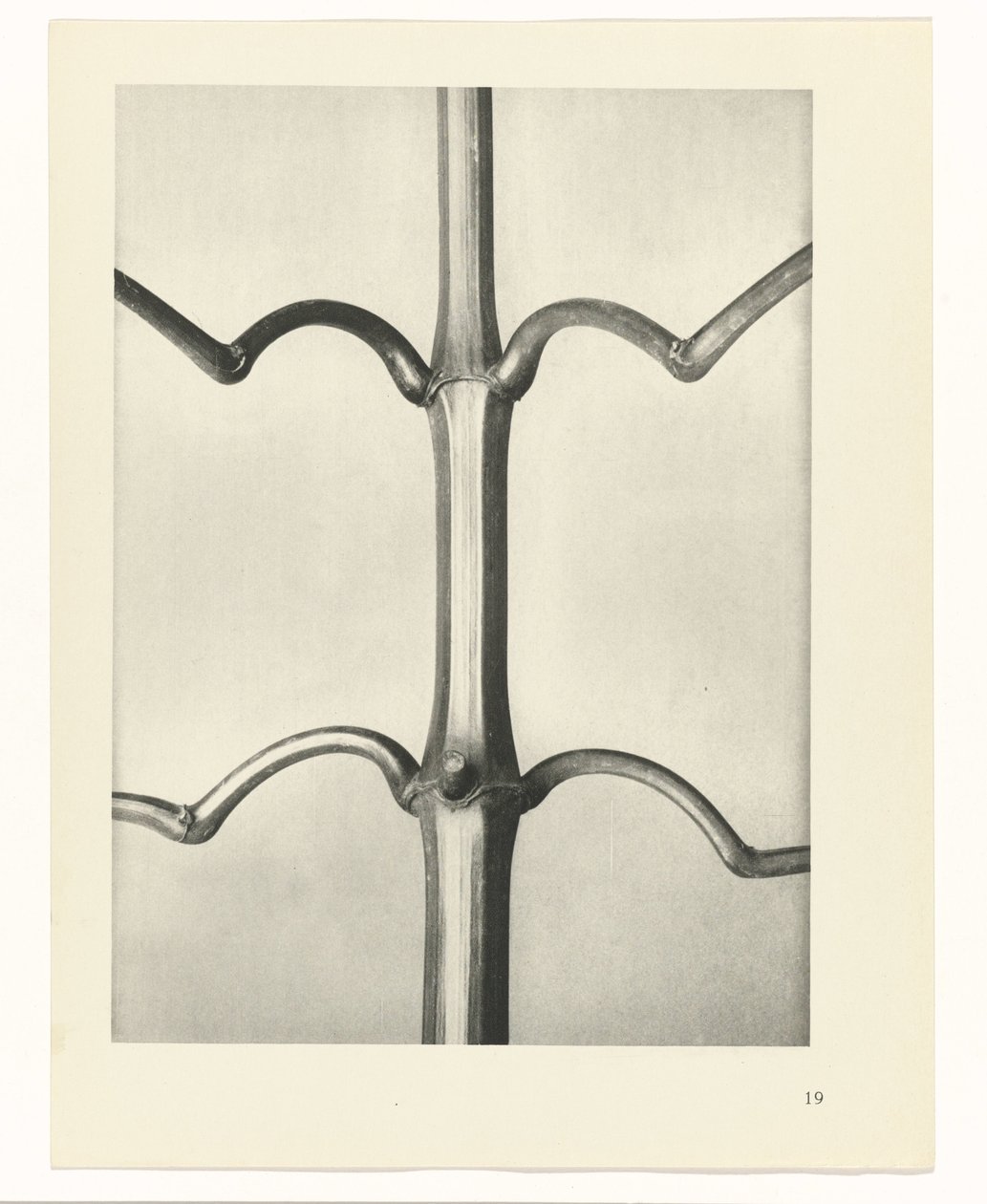 suunnittele tutkimusta Taiteen arkkityypit (sarjan nimi) tekijältä Karl Blossfeldt