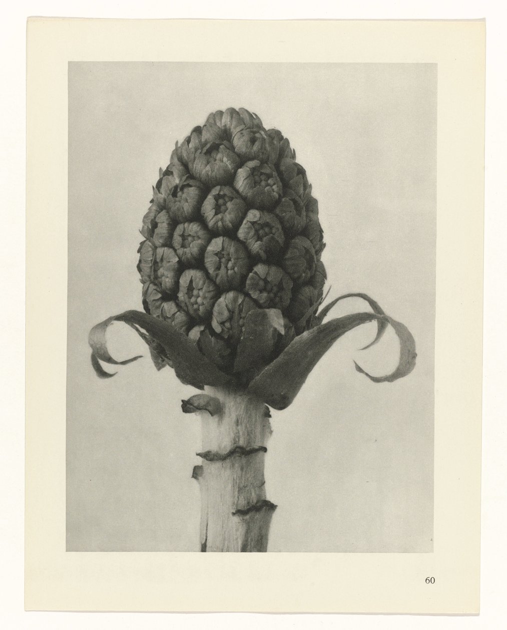 suunnittele tutkimusta Taiteen arkkityypit (sarjan nimi) tekijältä Karl Blossfeldt