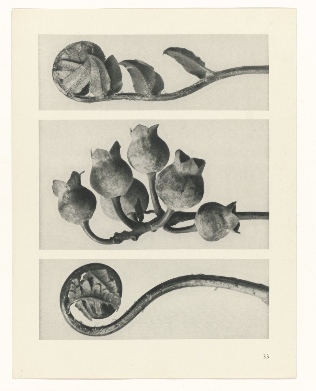 suunnittele tutkimusta Taiteen arkkityypit (sarjan nimi) tekijältä Karl Blossfeldt