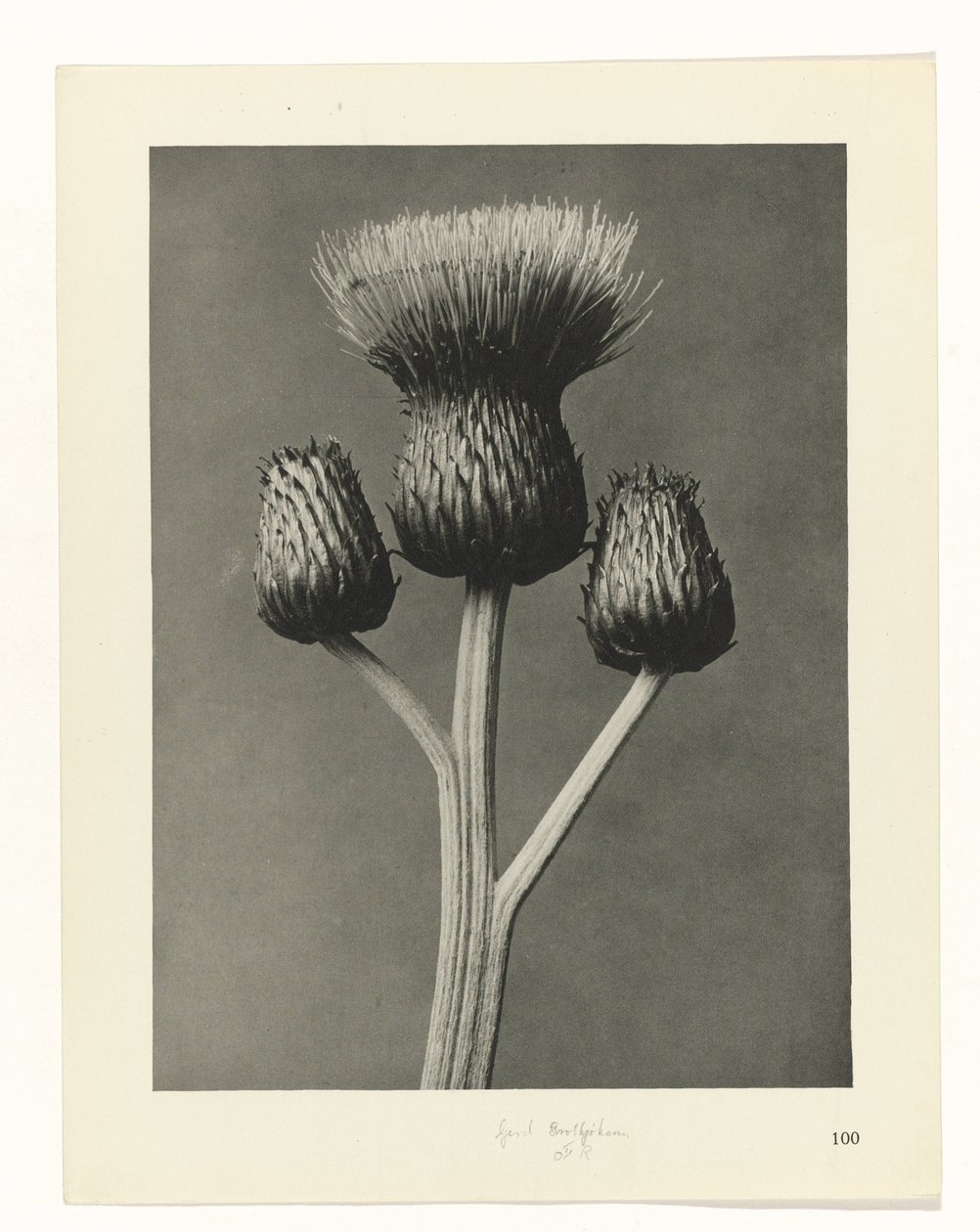 suunnittele tutkimusta Taiteen arkkityypit (sarjan nimi) tekijältä Karl Blossfeldt
