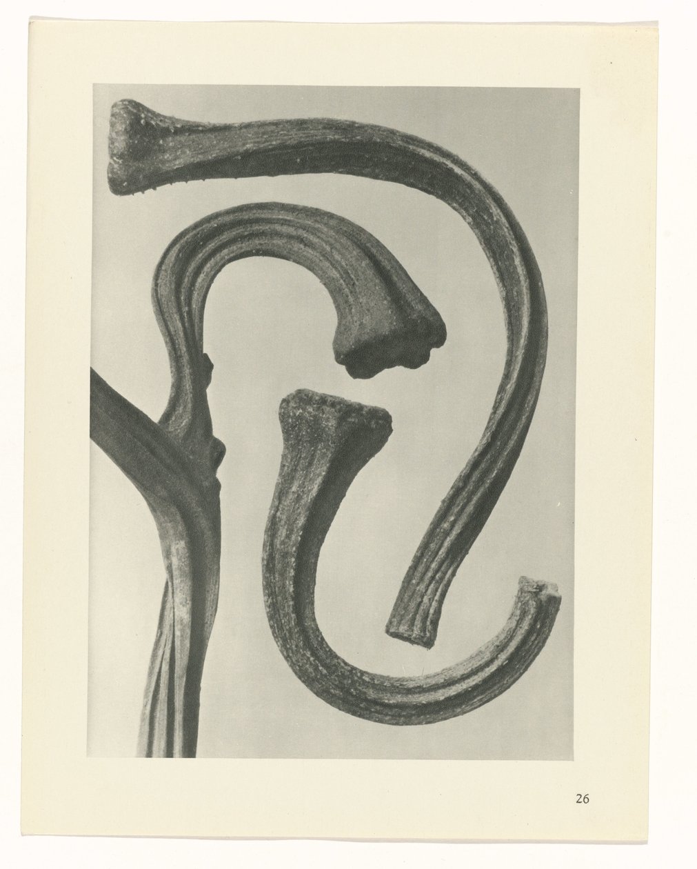 suunnittele tutkimusta Taiteen arkkityypit (sarjan nimi) tekijältä Karl Blossfeldt