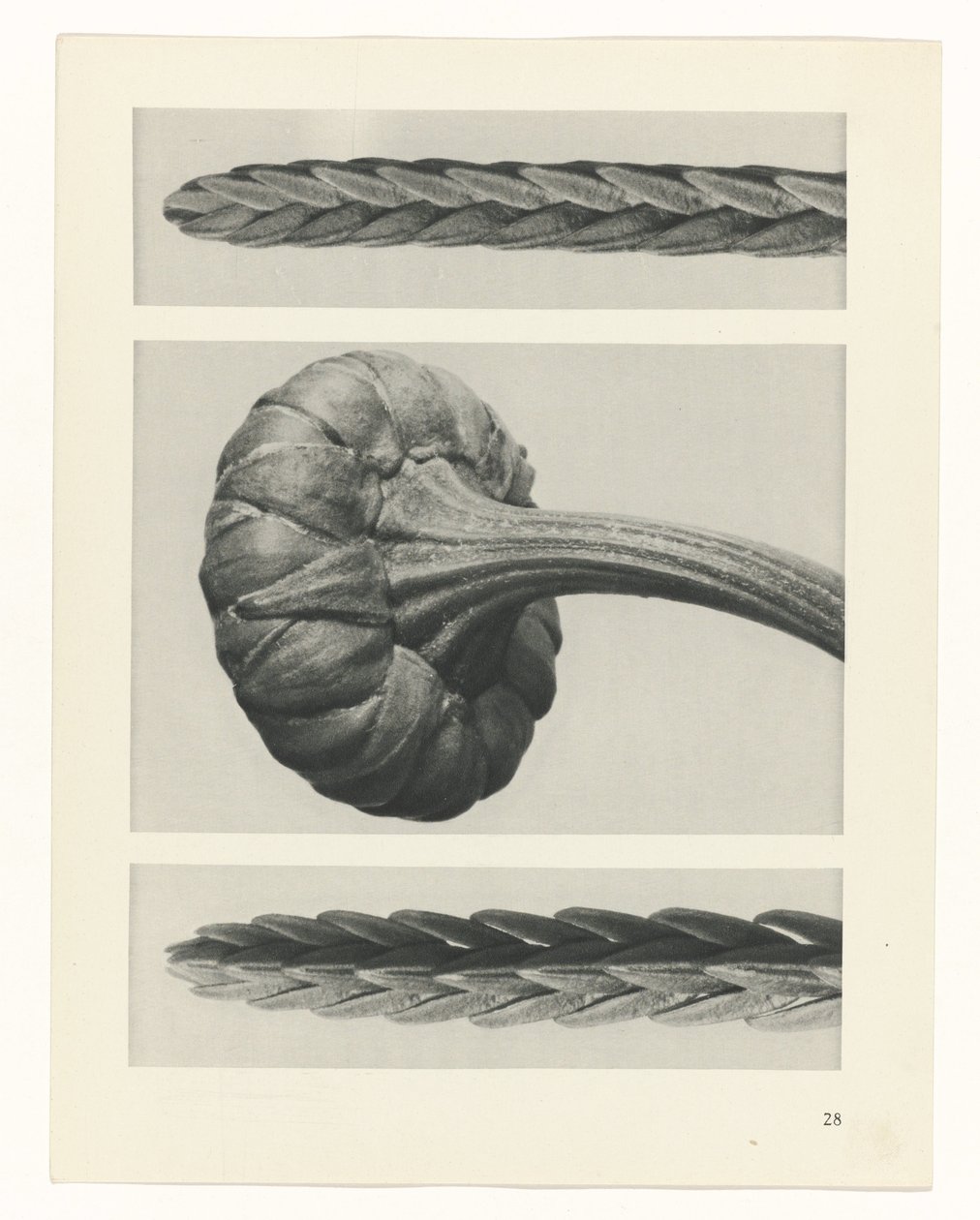 suunnittele tutkimusta Taiteen arkkityypit (sarjan nimi) tekijältä Karl Blossfeldt