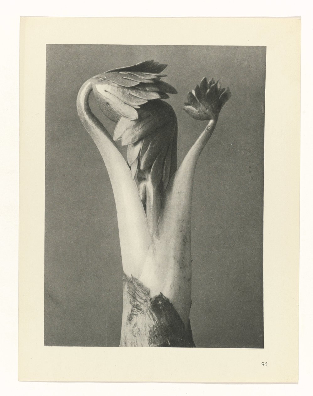 suunnittele tutkimusta Taiteen arkkityypit (sarjan nimi) tekijältä Karl Blossfeldt
