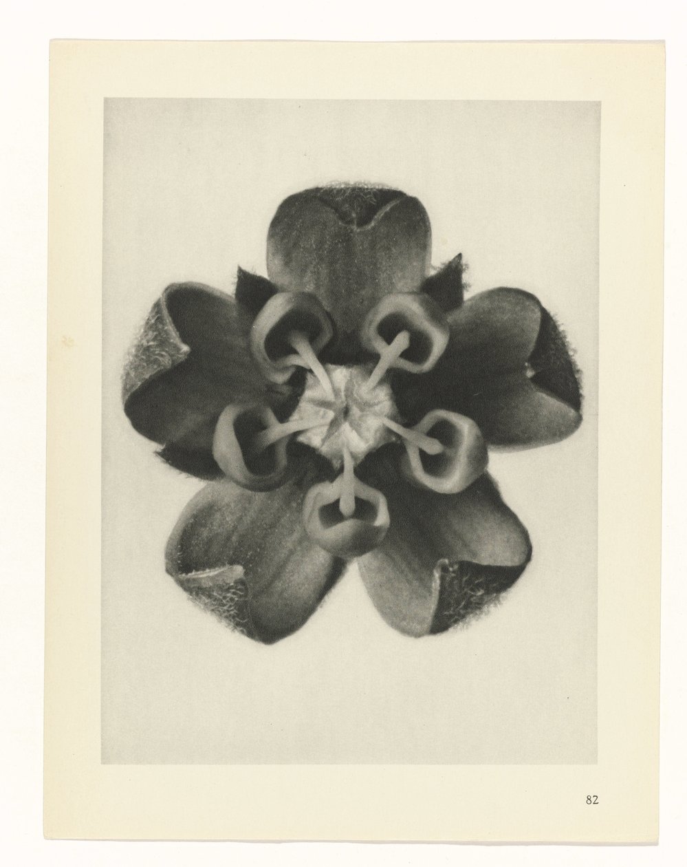 suunnittele tutkimusta Taiteen arkkityypit (sarjan nimi) tekijältä Karl Blossfeldt