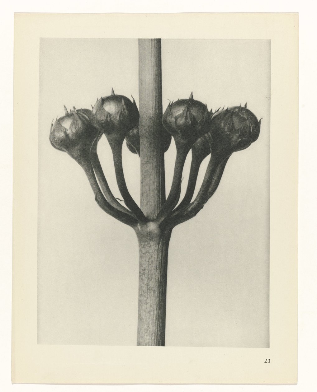 suunnittele tutkimusta Taiteen arkkityypit (sarjan nimi) tekijältä Karl Blossfeldt