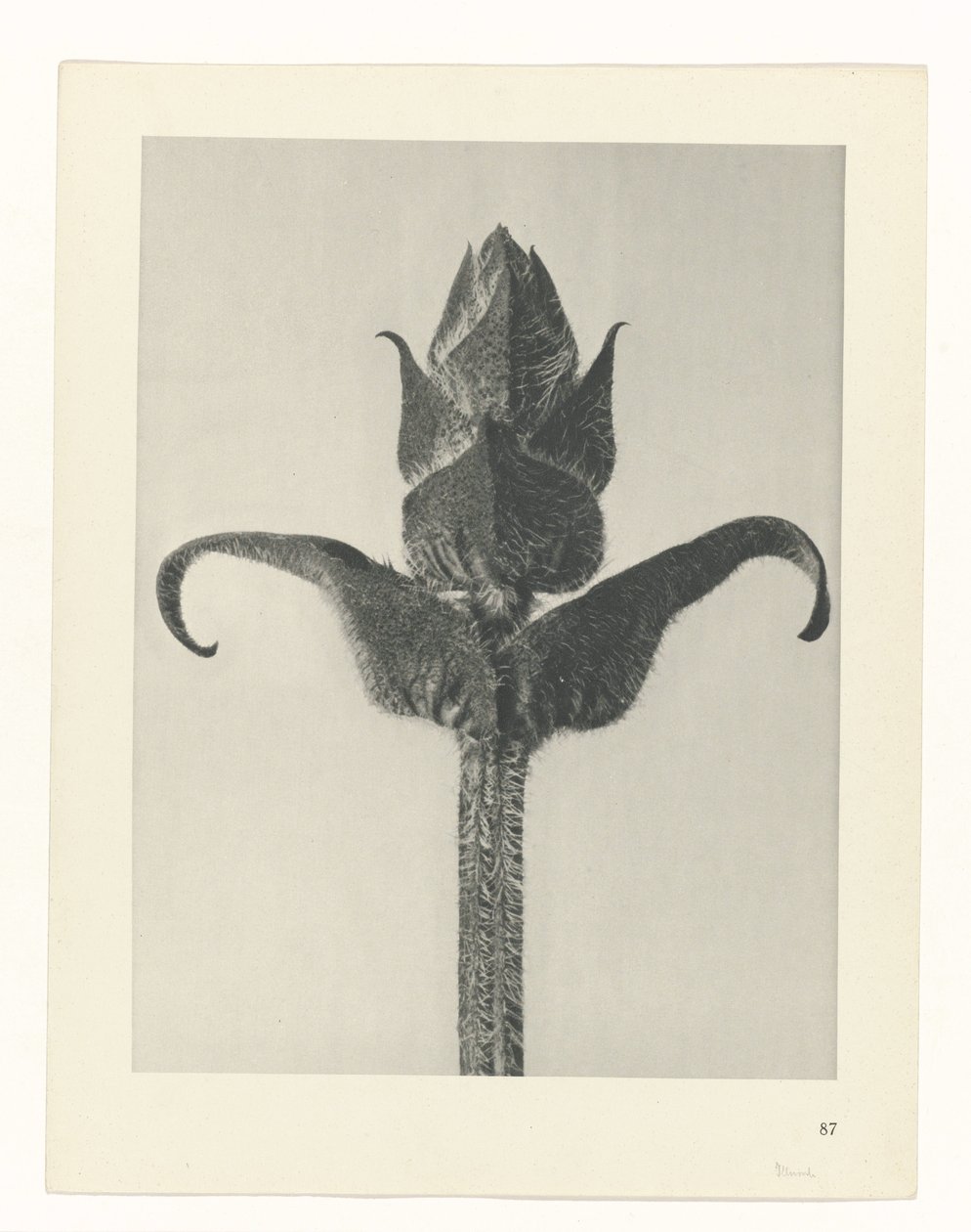 suunnittele tutkimusta Taiteen arkkityypit (sarjan nimi) tekijältä Karl Blossfeldt