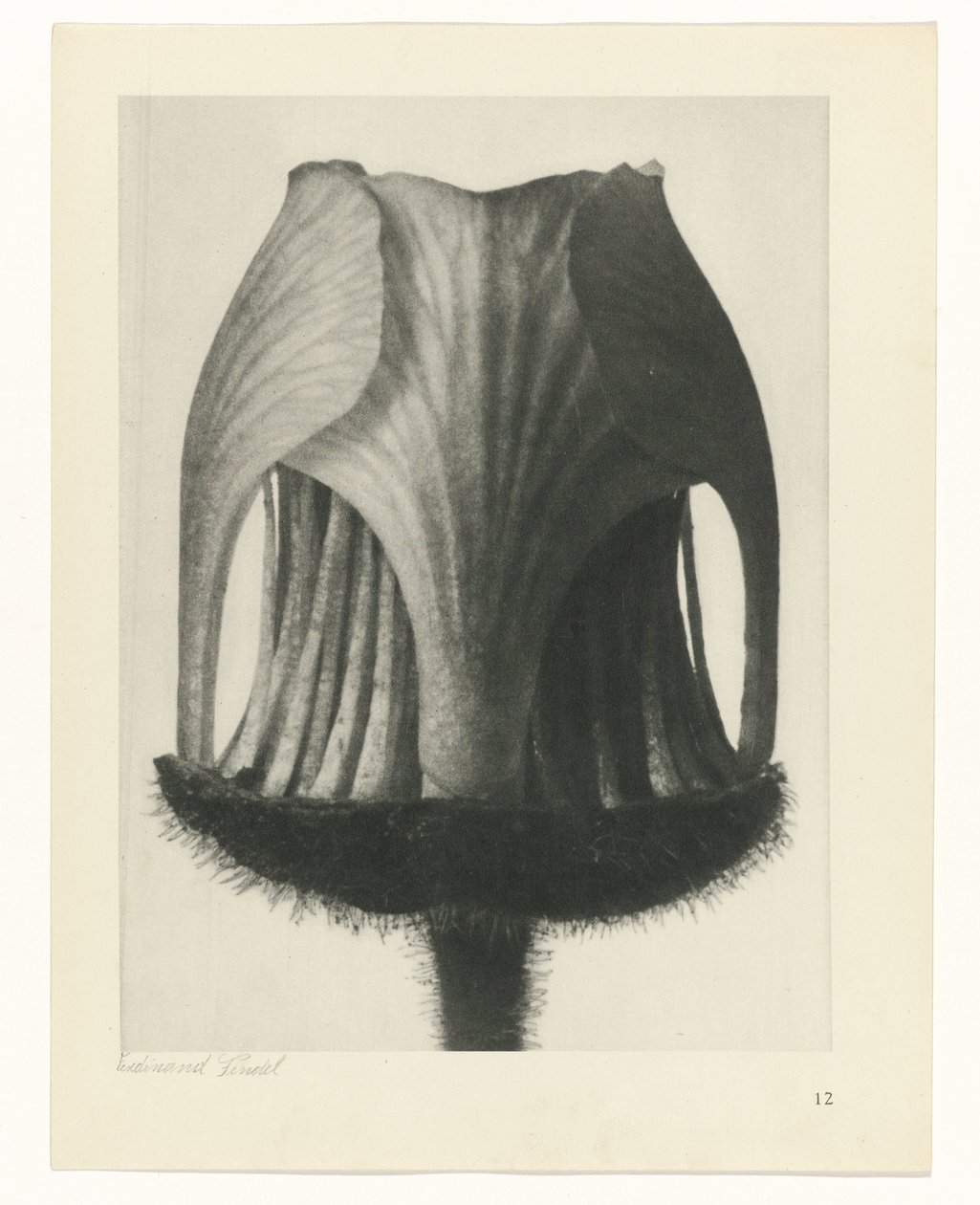 suunnittele tutkimusta Taiteen arkkityypit (sarjan nimi) tekijältä Karl Blossfeldt