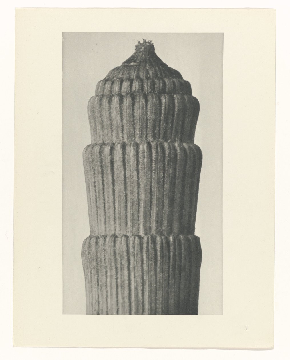 Suunnitelmatutkimus, Equisetum hiemale Taiteen arkkityypit (sarjan nimi) tekijältä Karl Blossfeldt