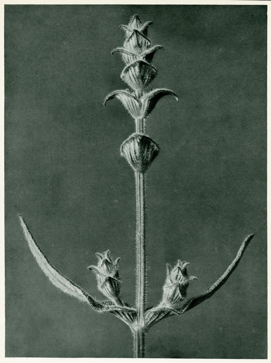 Salvia, 1929 (syväpaino) tekijältä Karl Blossfeldt