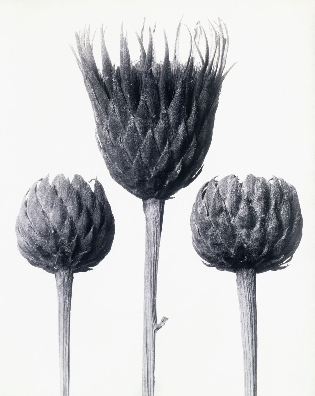 Serratula Nudicaulis (paljasvartinen tavallinen sahahaukka), n. 1928 (gelatiinihopeaprintti) tekijältä Karl Blossfeldt