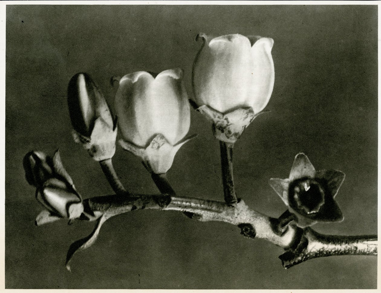 Vaccinium Corymbosum. 1929 (syväpaino) tekijältä Karl Blossfeldt