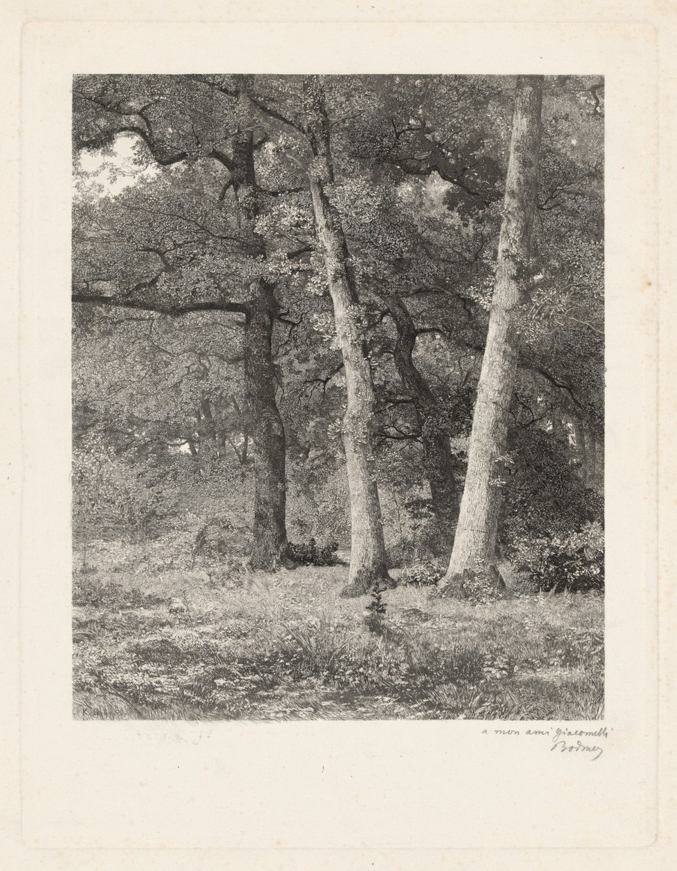 Metsäaukio tekijältä Karl Bodmer